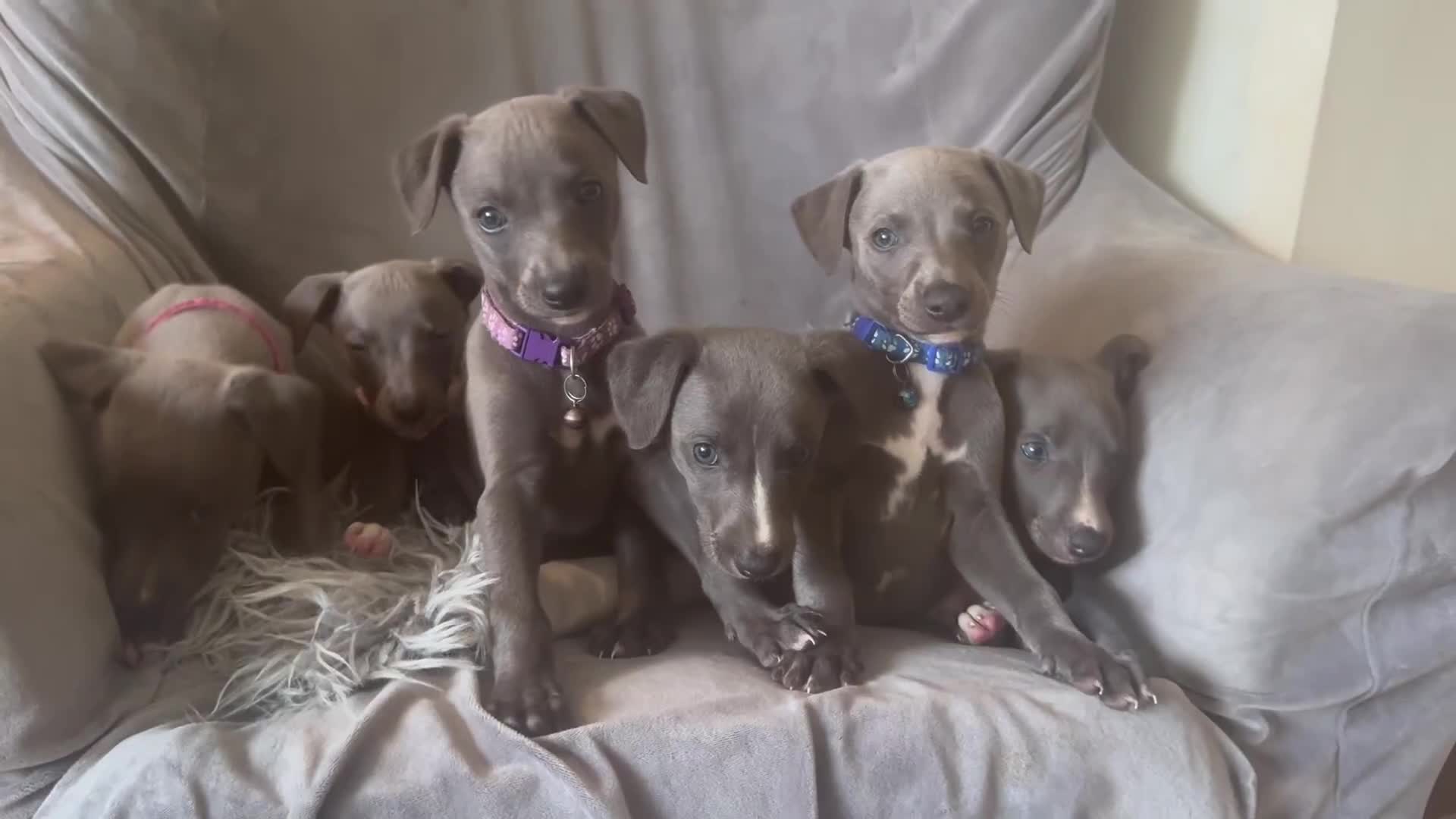 Whippet dogs for sale: Beautiful KC Reg Blue Whippet puppies - Video 2