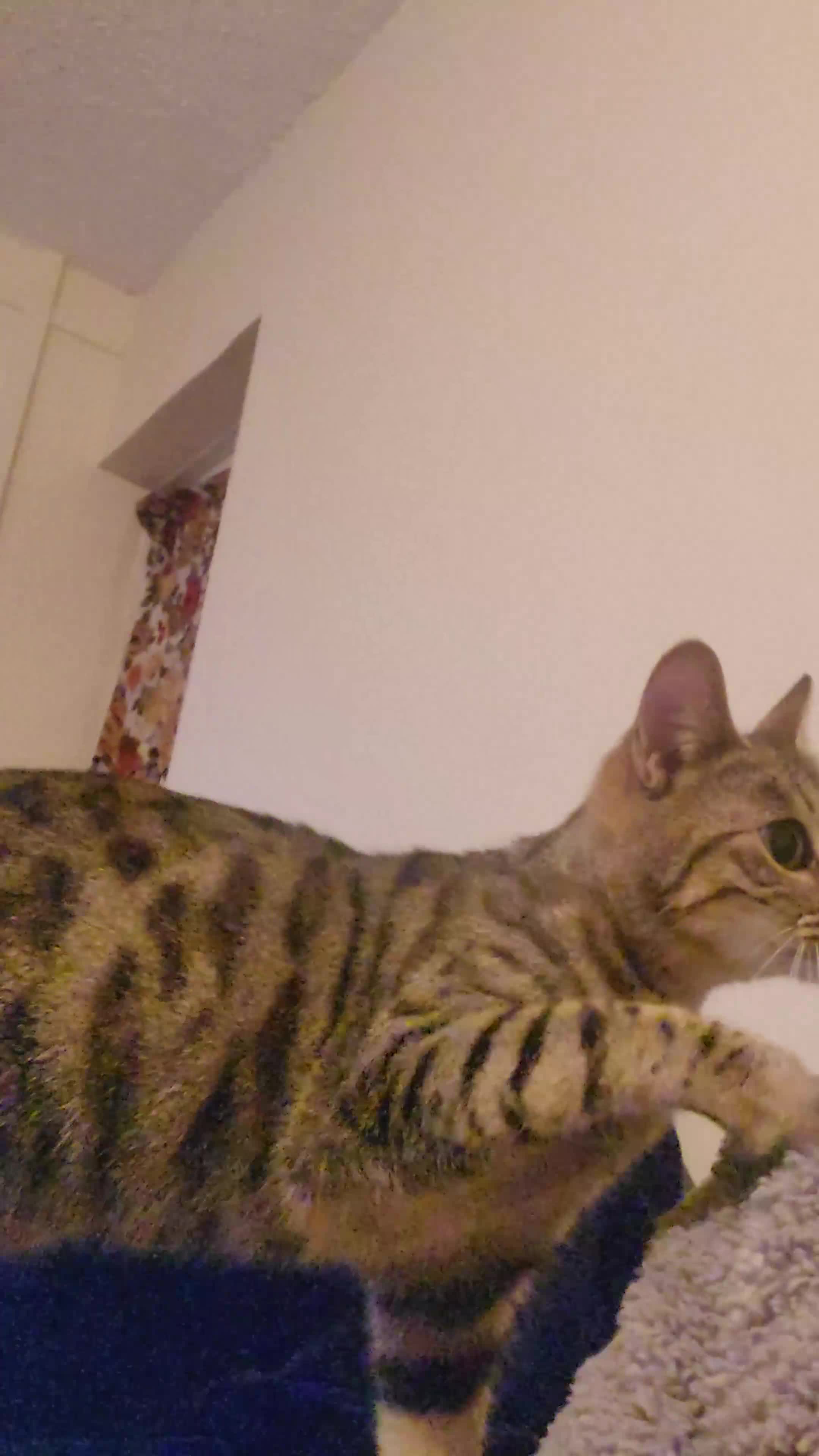 Bengal cats for sale: Female bengal cat in Birmingham - Video 1
