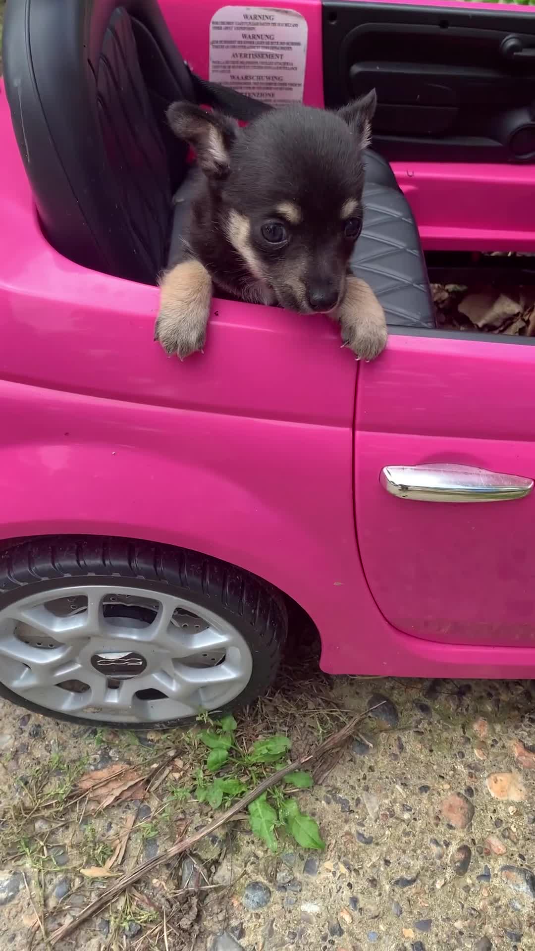 Mixed Breed dogs for sale: Stunning chihuahua x puppys - Video 1