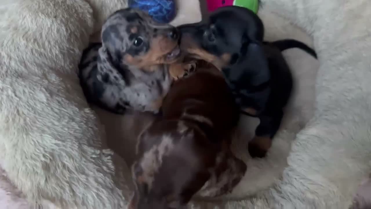 Miniature Dachshund dogs for sale: Very small smooth miniature daschund  - Video 1
