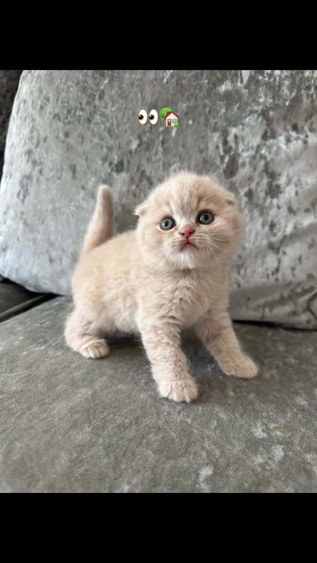 Scottish Fold cats for sale: 🦉Scottish Fold & Scottish Straights TICA REG🦉 - Video 1