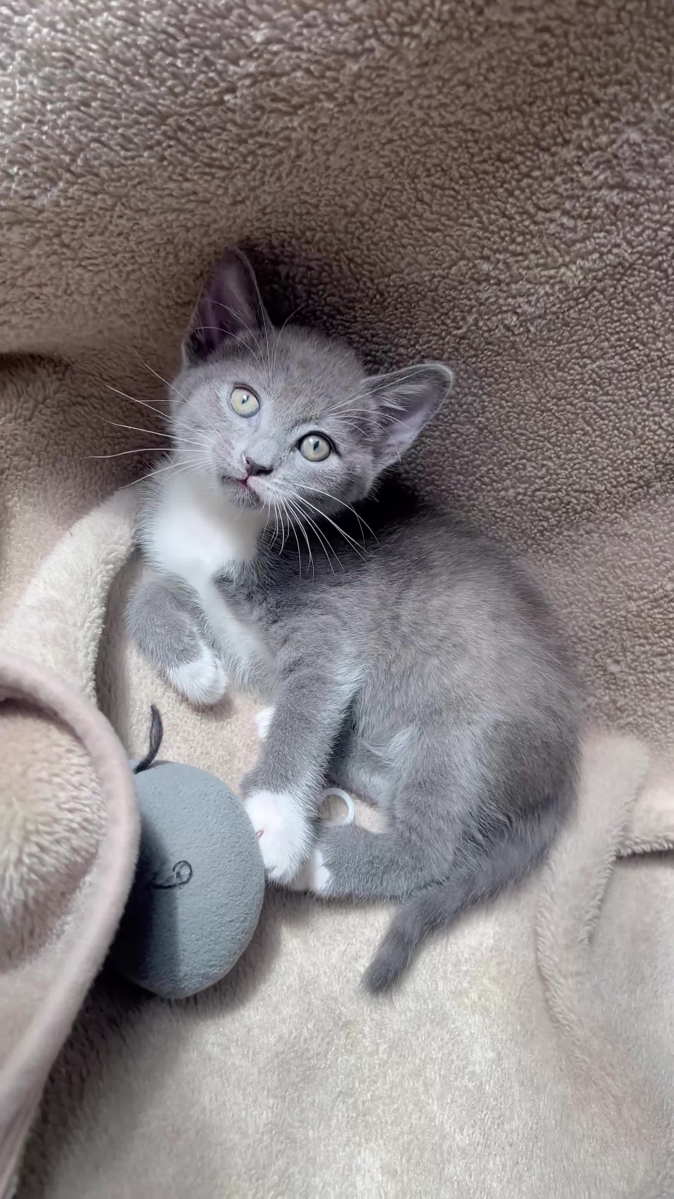 Mixed Breed cats for sale: Mixed breed Russian blue kitten - Video 1