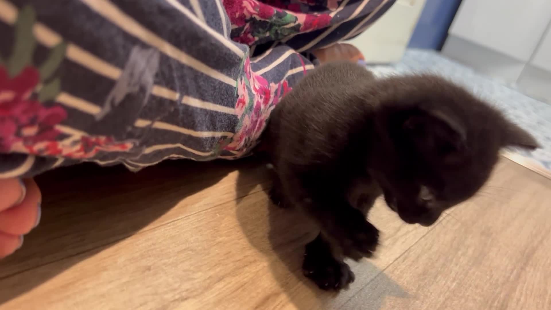 Domestic Shorthair cats for sale: 2 pretty girls - Video 2