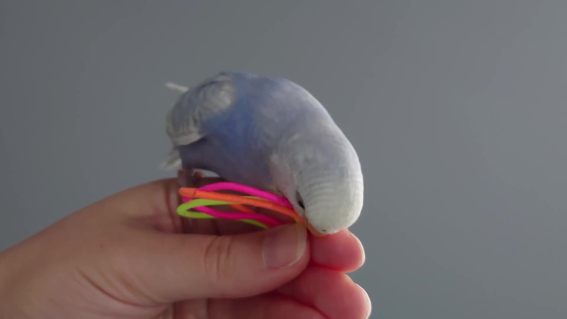 Budgerigars birds for sale: Hand reared silly tame baby budgies  - Video 2