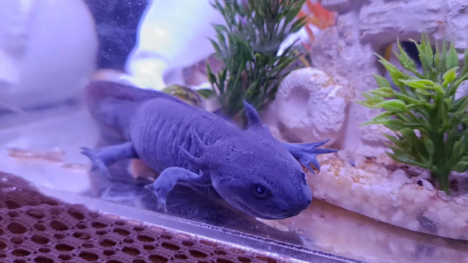 Axolotl reptiles for sale: 🪻Rare Lavender Axolotls Looking for a Loving Home - Video 1