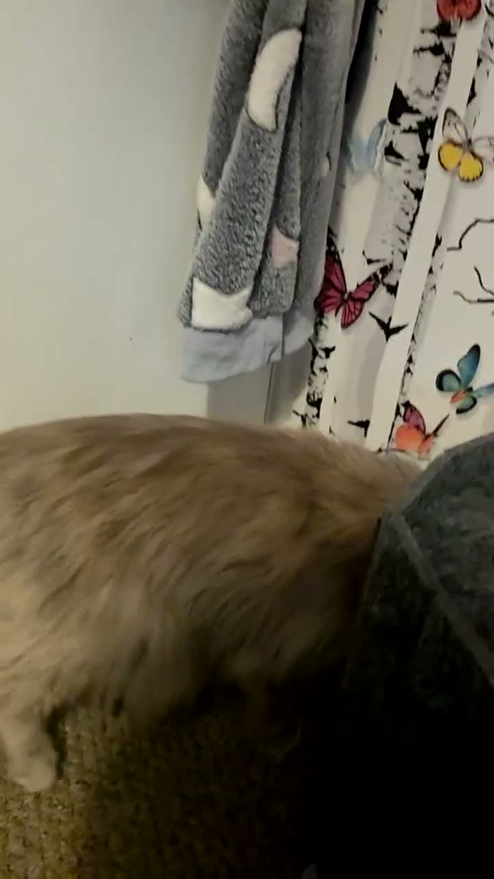 Mixed Breed cats for sale: Neutered/Polydactyl  - Video 2