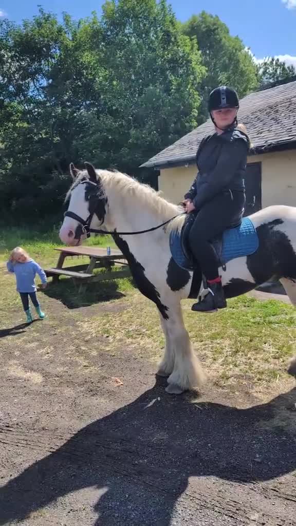 Shetland pony horses for sale: Rocco mini Shetland gelding 8hh - Video 3