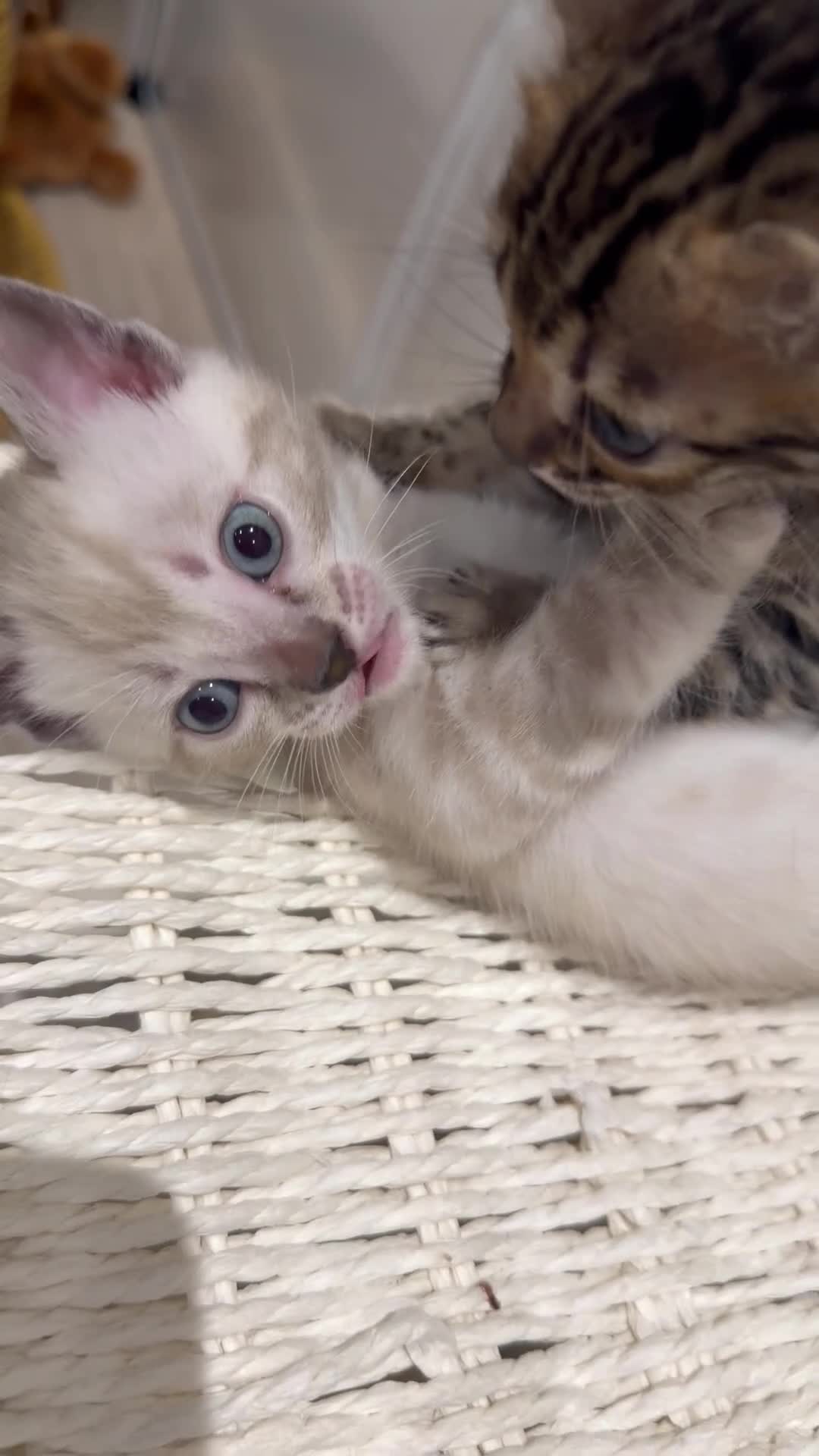 Bengal cats for sale: For Sale: 4 Bengal Kittens & 1 Female – Beautiful  - Video 2