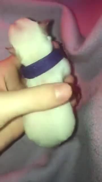 Pomchi dogs for sale: 🐾POMCHI PUPPIES🐾 - Video 1