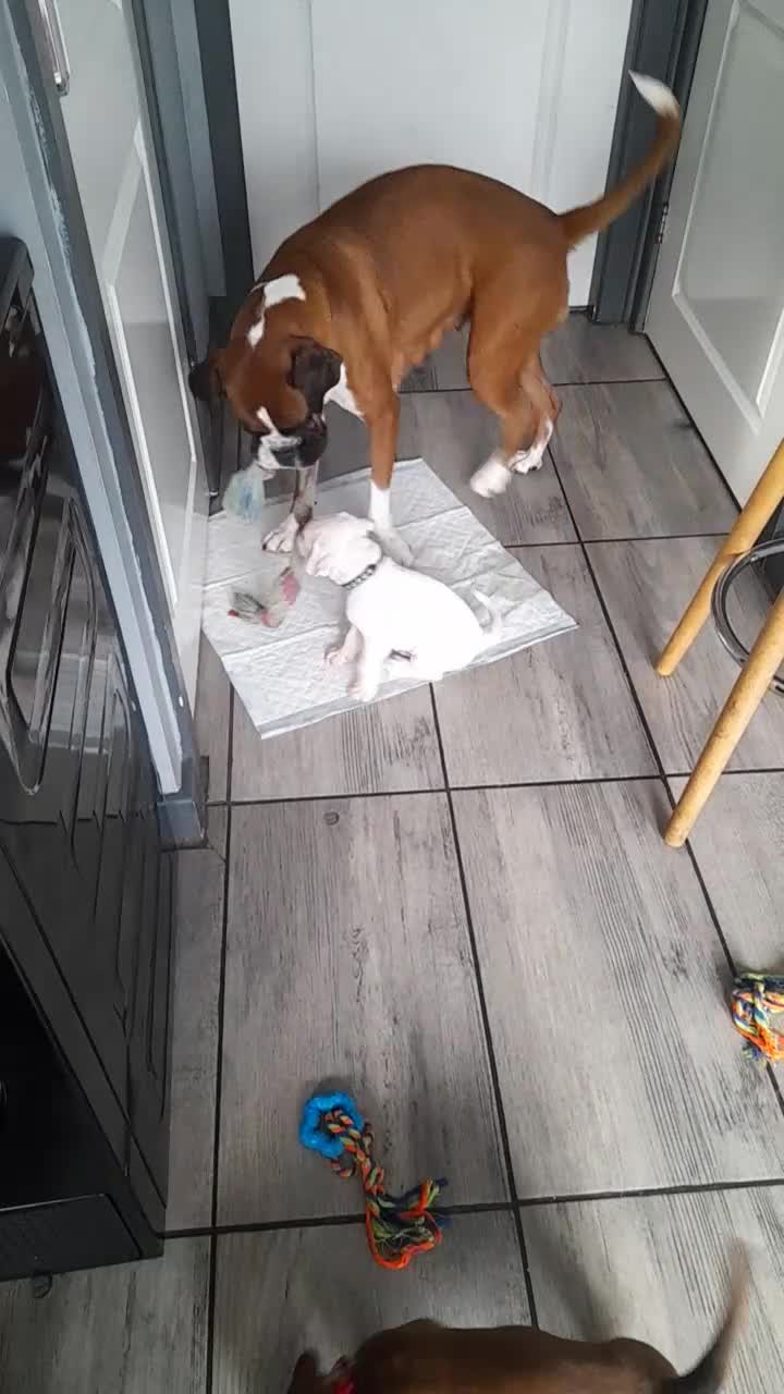 Boxer dogs for sale: Reduced last pup. Stunning Pedigree Boxer  - Video 4