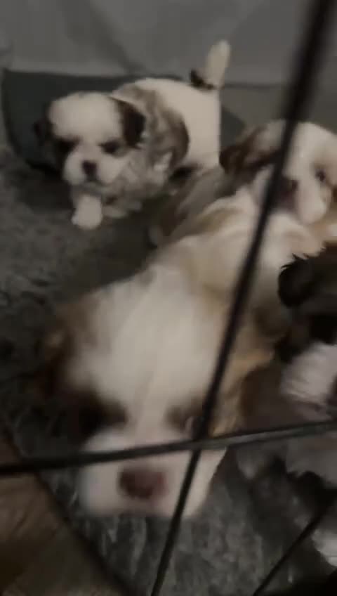 Mixed Breed dogs for sale: 4 beautiful little puppies chihuahua/shih tzu X - Video 4
