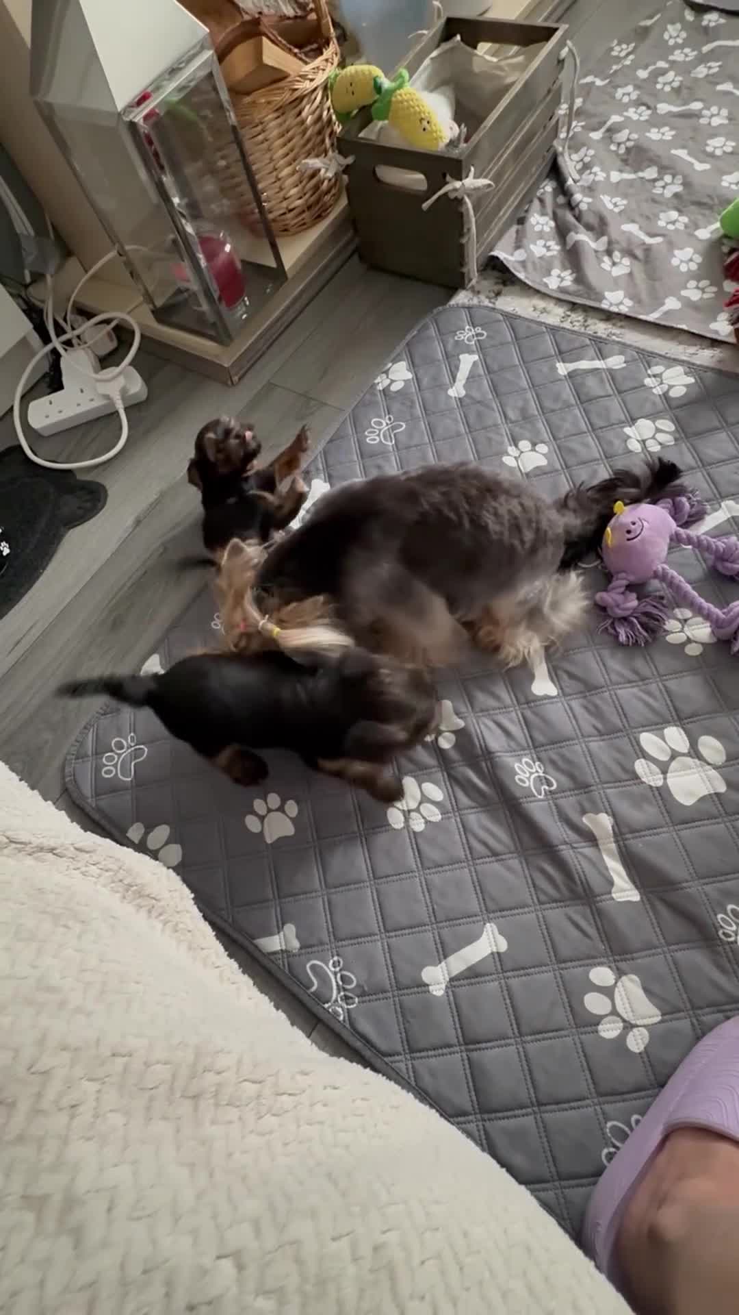 Yorkshire Terrier dogs for sale: Mini Yorkshire terrier puppies  - Video 2