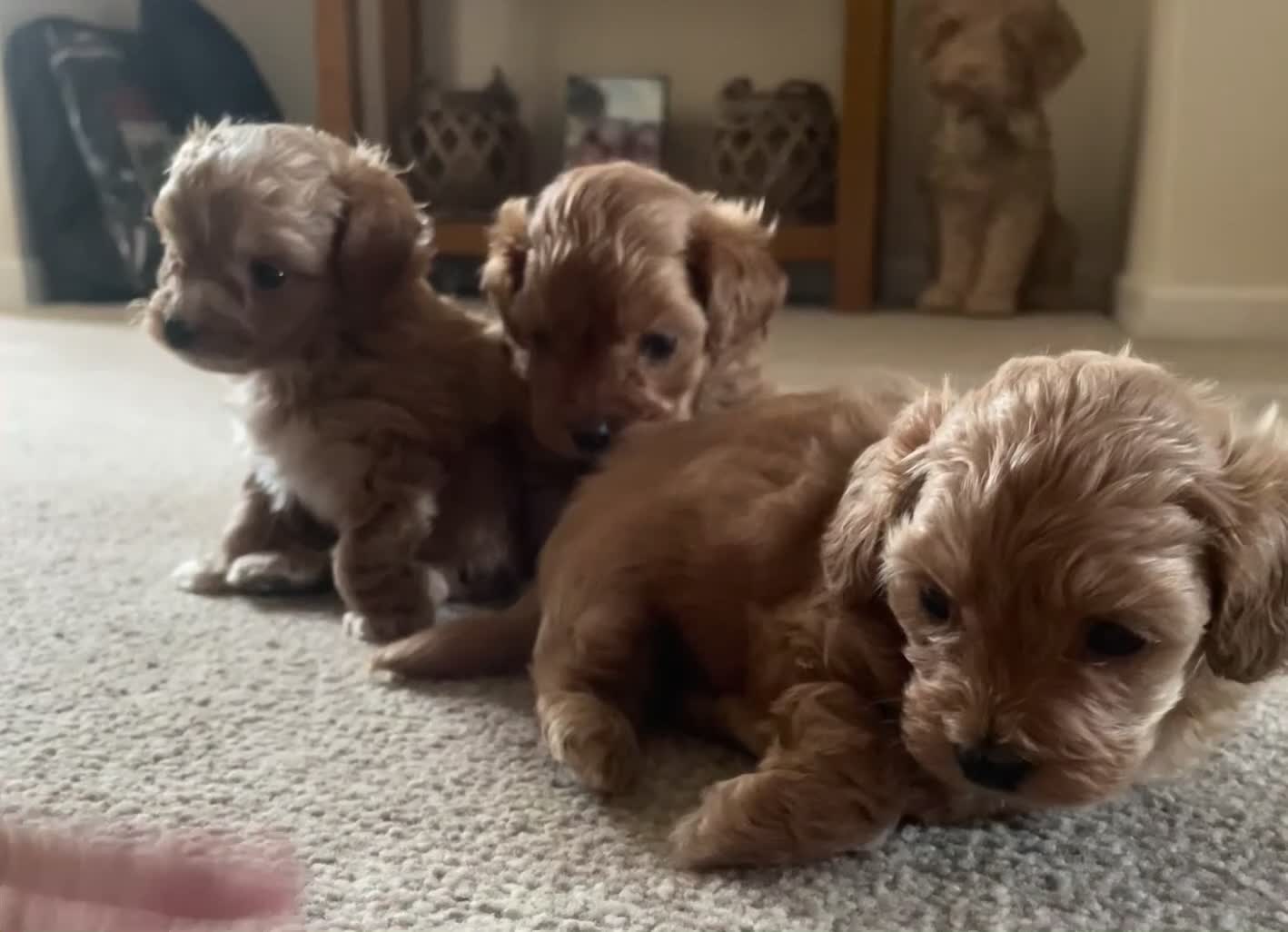 Maltipoo dogs for sale: 3 Stunning male  multipoo puppies in Chatteris - Video 2