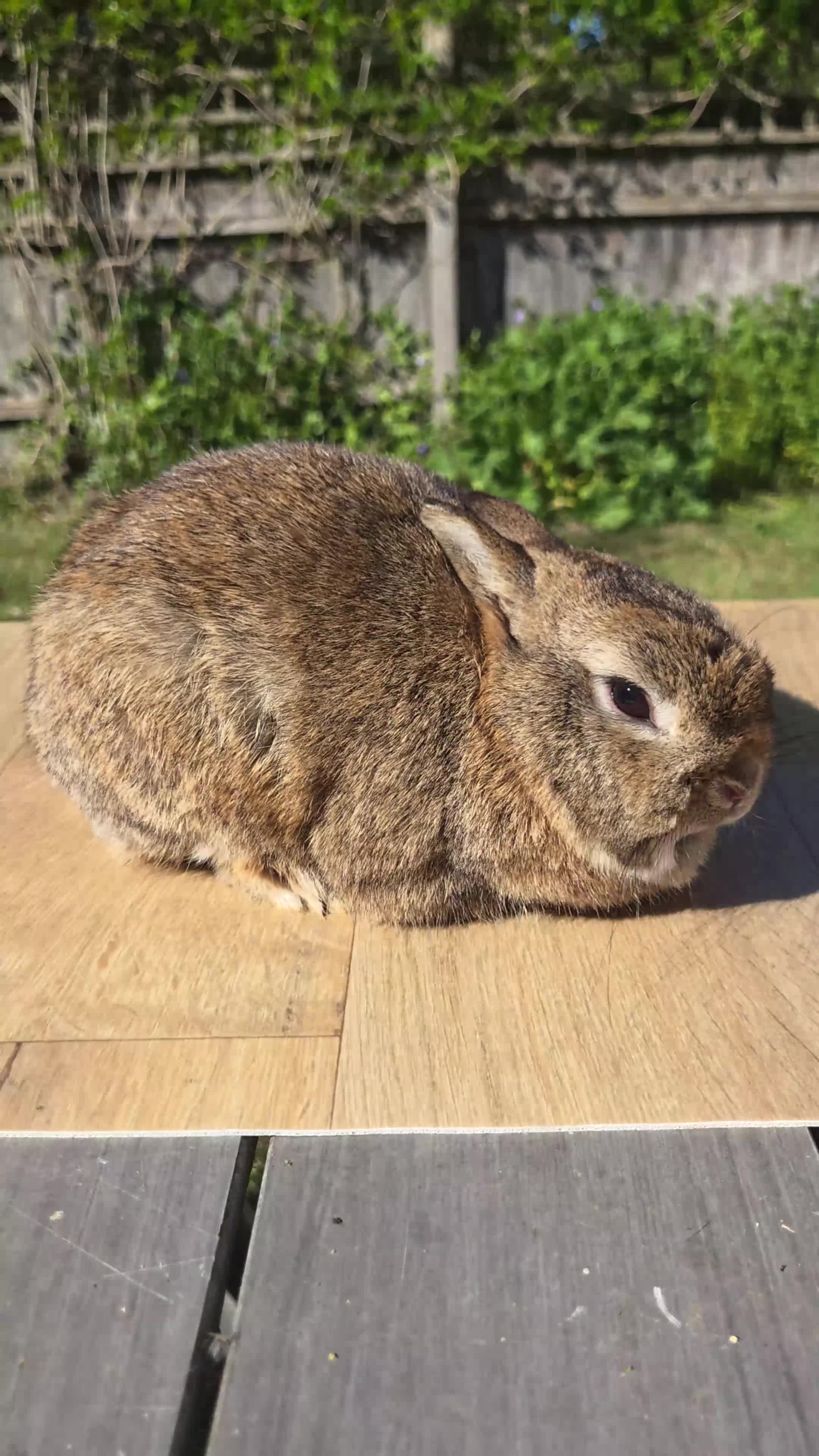 Netherland Dwarf rabbits for sale: Netherland Dwarf Buck - Video 1