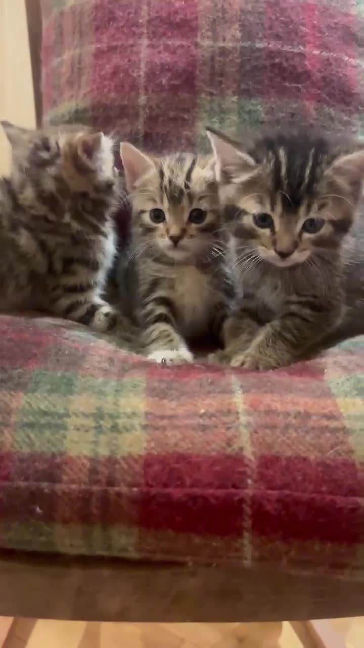 Mixed Breed cats for sale: 4 Persian chinchilla mix breed kittens  - Video 2