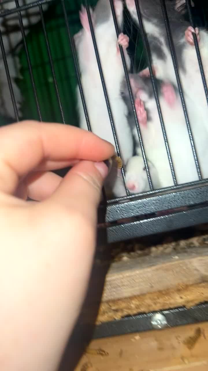 Rat rodents for sale: Baby rats for sale  - Video 4