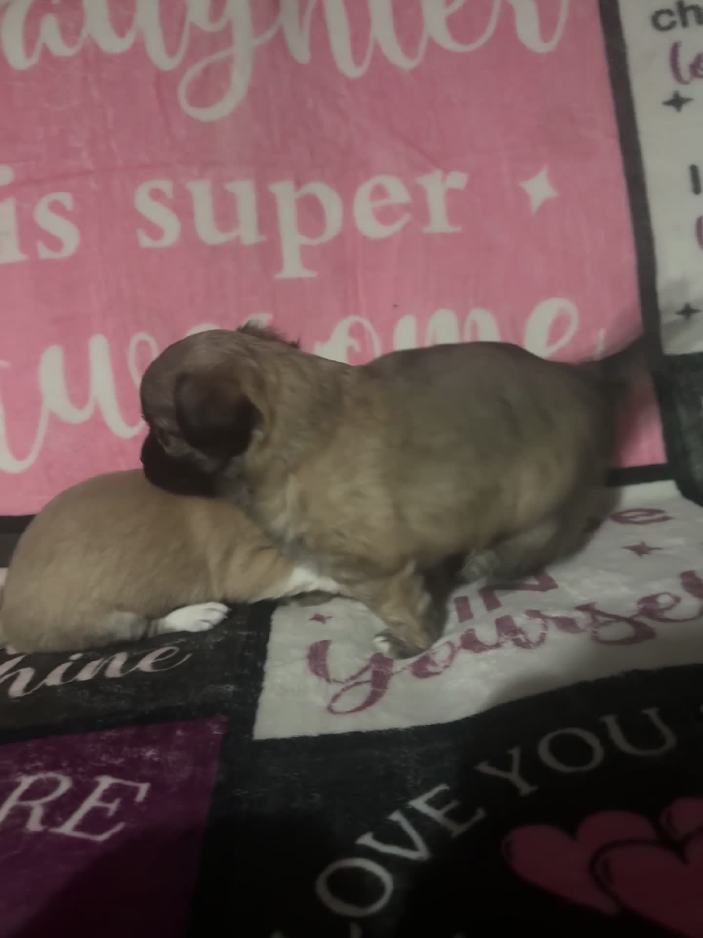 Chihuahua dogs for sale: 2 chihuahua Puppys  - Video 1