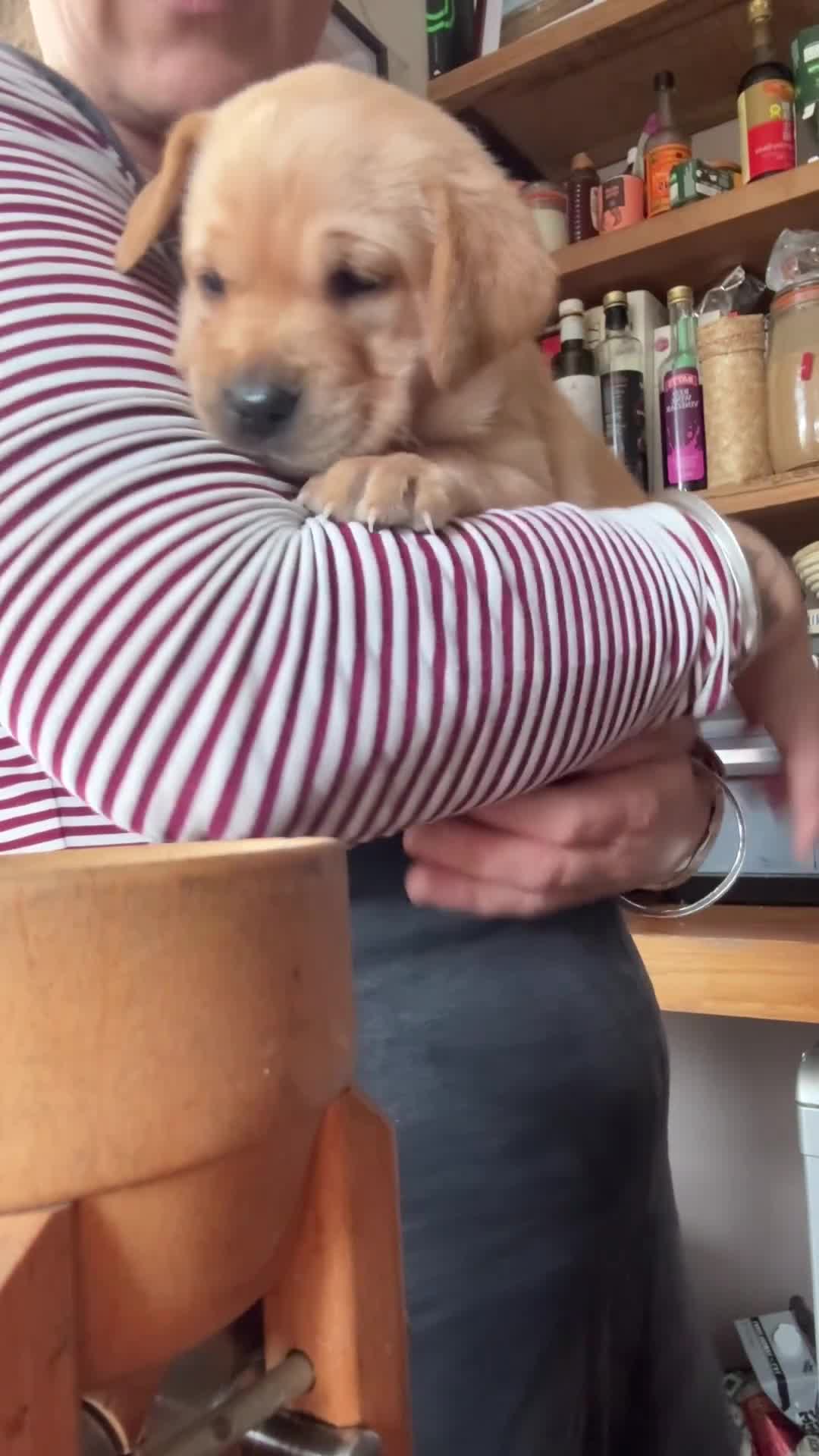 Labrador Retriever dogs for sale: 1 beautiful black boy and fox red girl - Labrador - Video 1