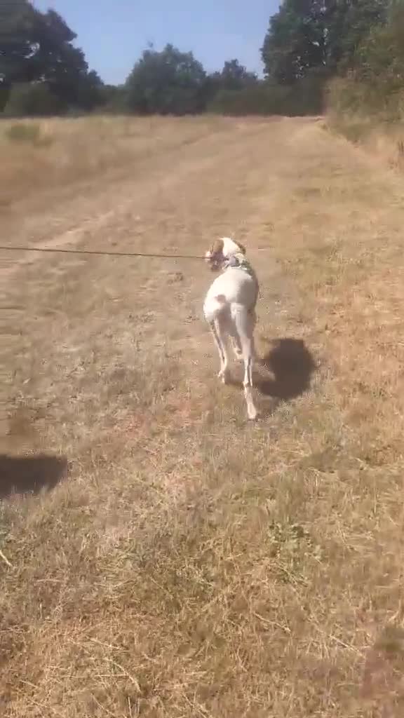 Pointer dogs for adoption: Max is looking for his forever home  in Rayleigh - Video 3