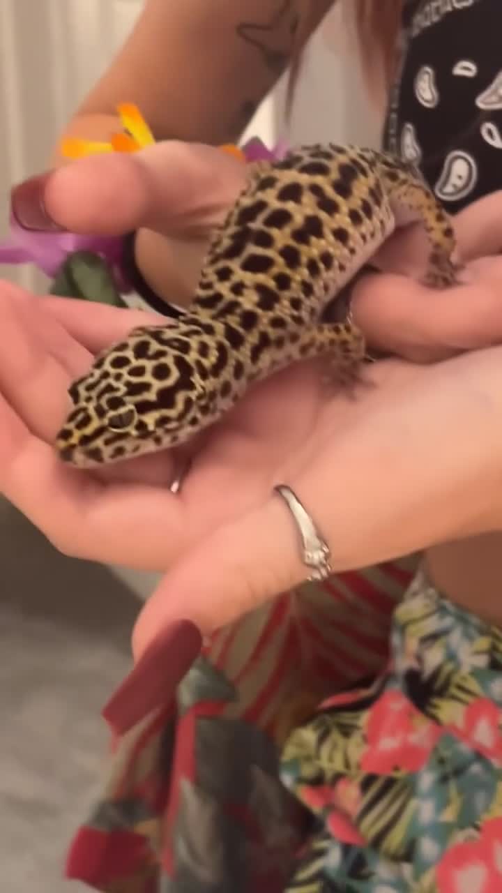 Leopard Gecko reptiles for sale: Female Leopard Gecko - Video 3