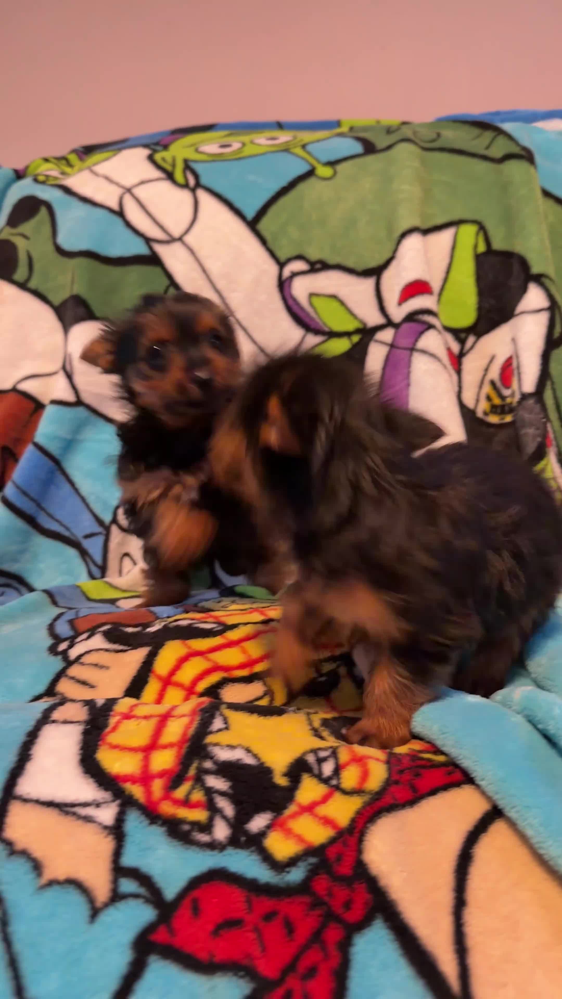 Yorkshire Terrier dogs for sale: yorkshire terrier puppies  in Leicester - Video 1
