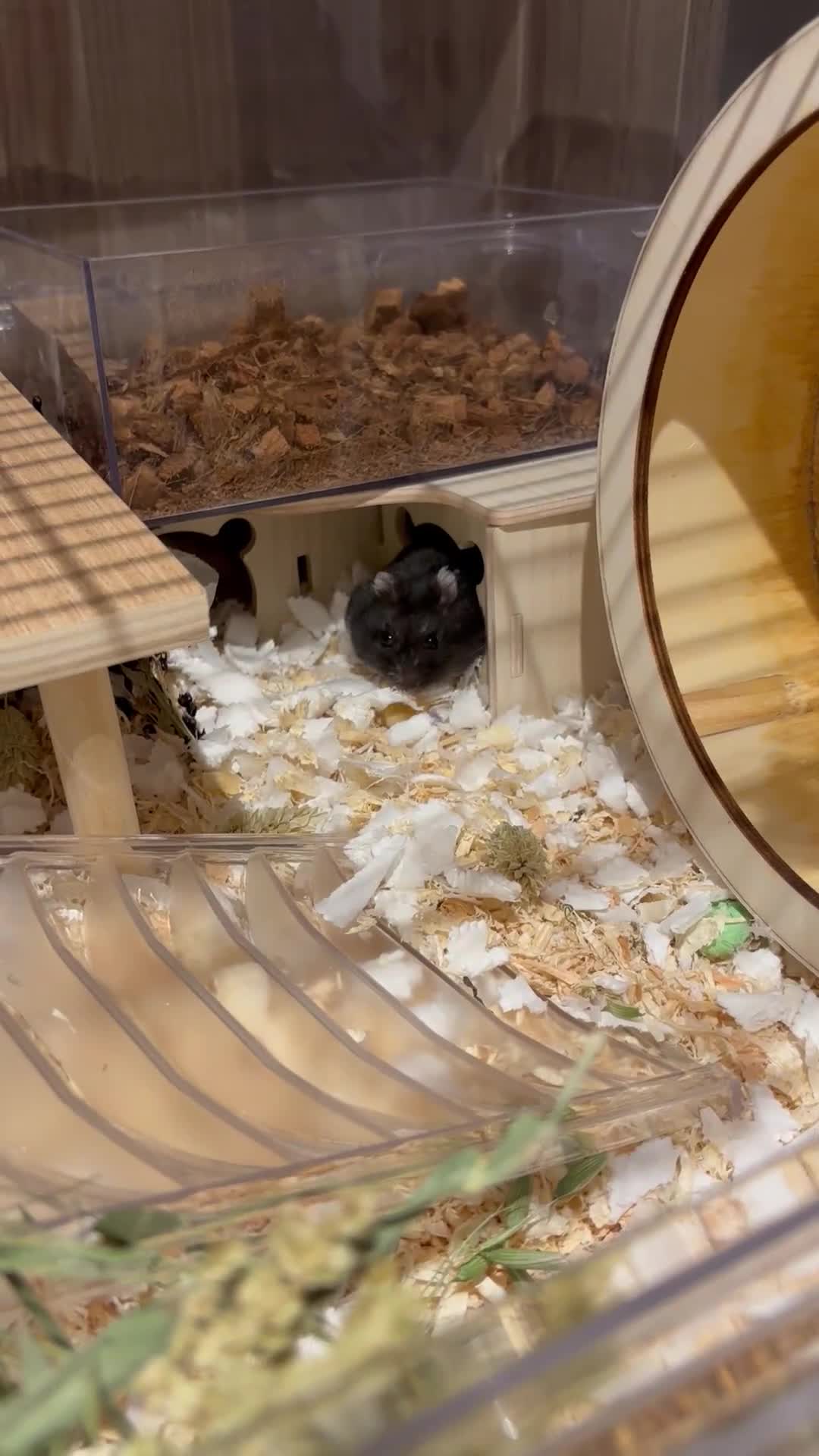 Hamster rodents for sale: ***RESERVED*** dwarf hamster looking for a home - Video 1
