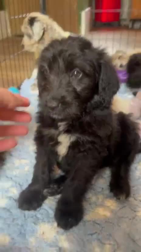Bordoodle dogs for sale: Bordoodles Raised Right ✨ - Video 1