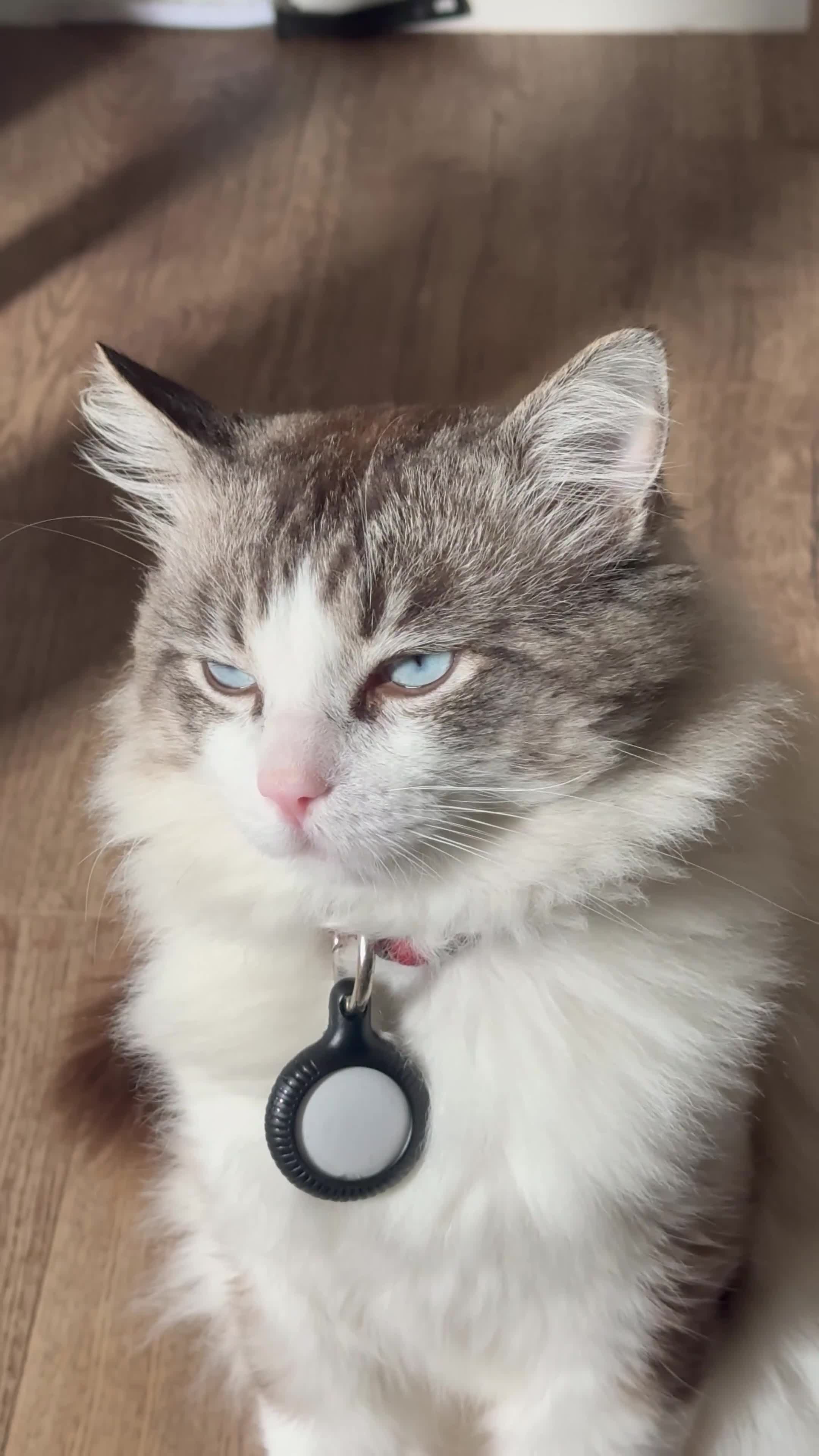 Ragdoll cats for sale: Beautiful Ragdoll Kittens  - Video 1