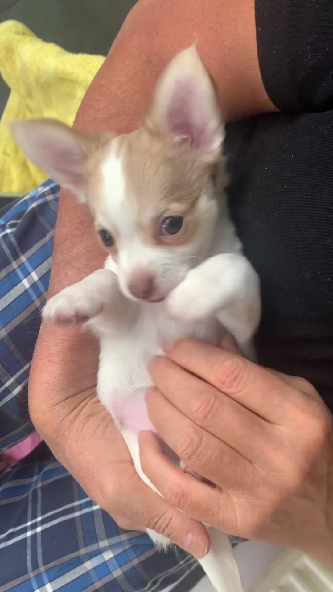 Chihuahua dogs for sale: Apple head boy Chihuahua  - Video 1