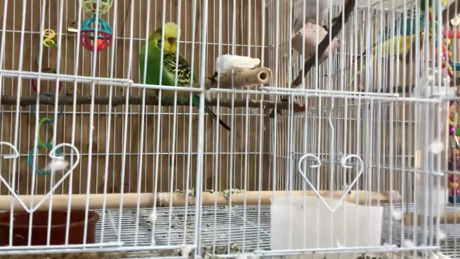 Budgerigars birds for sale: Pair of budgies - Video 1