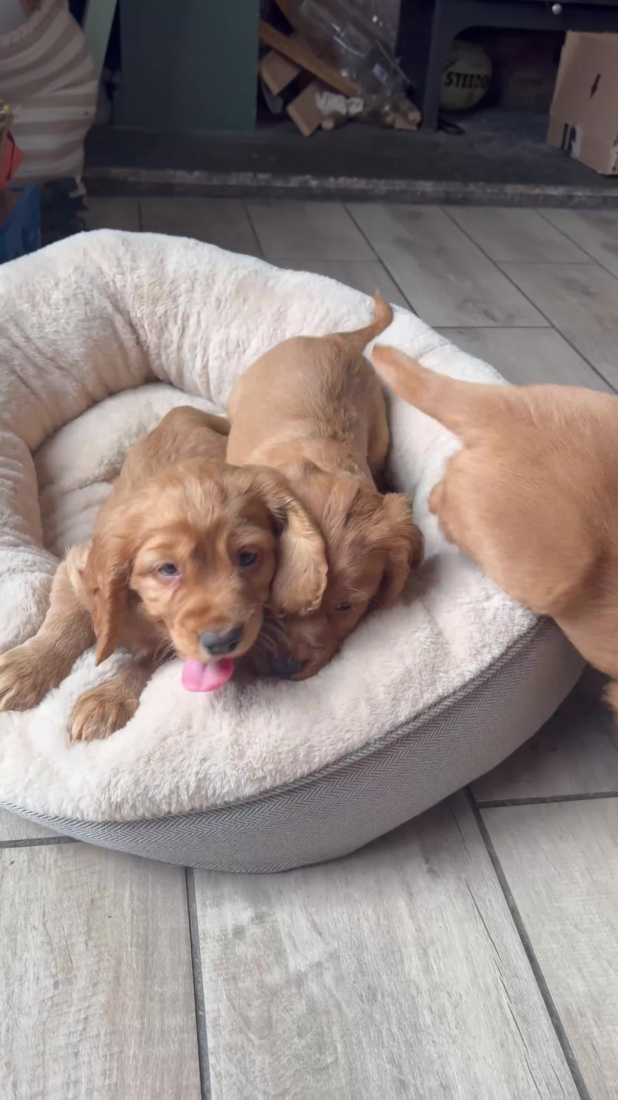 Cocker Spaniel dogs for sale: Outsdanding breedline of Working Cocker Spaniels - Video 1