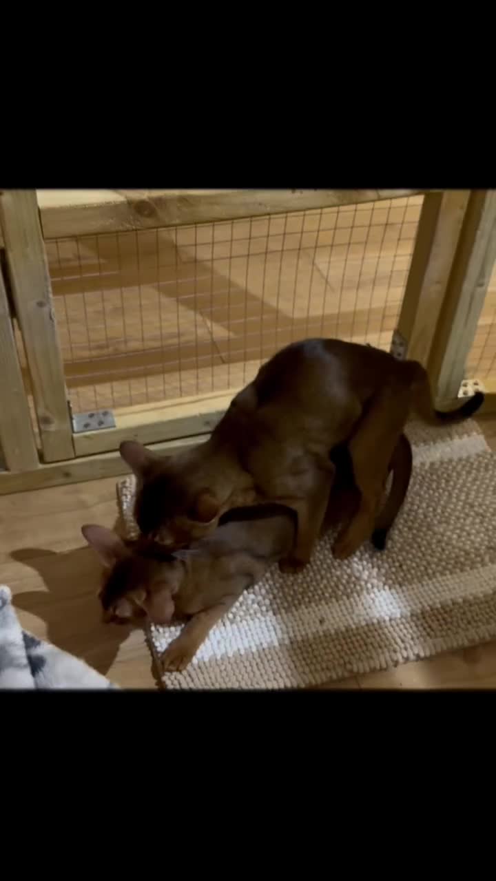 Abyssinian cats for stud: Champion line Aby boy for stud in Romford - Video 1
