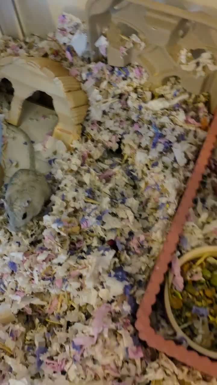 Gerbil rodents for sale: 2 female Gerbils  - Video 2