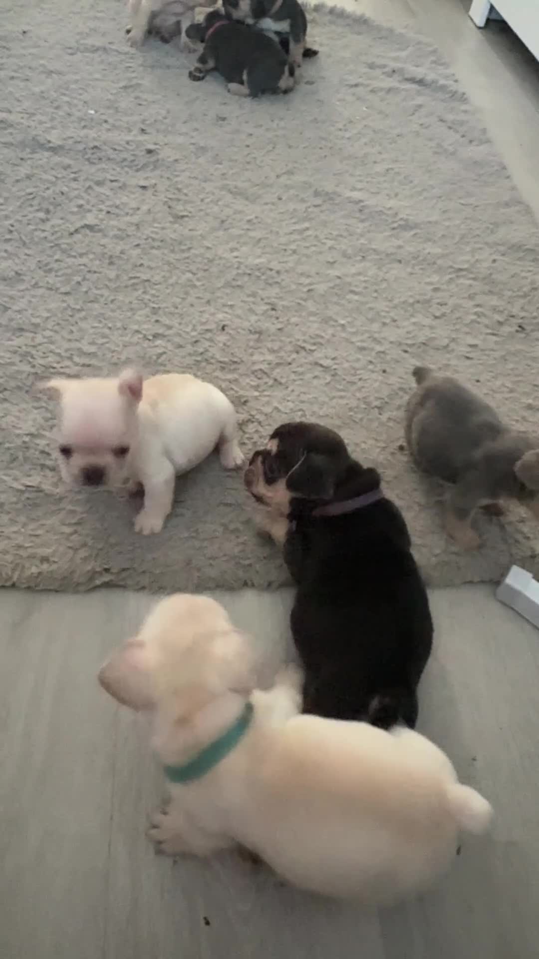 French Bulldog dogs for sale: 7 French Bulldogs KC registered  - Video 5