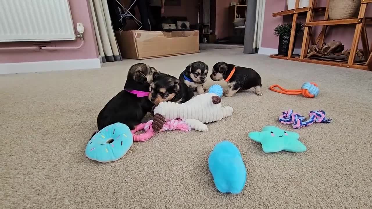 Jackapoo dogs for sale: Jackapoo Puppies - Video 3