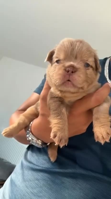 French Bulldog dogs for sale: BARGAIN!!! - Pink Carrier - New Shade Isebella  - Video 2