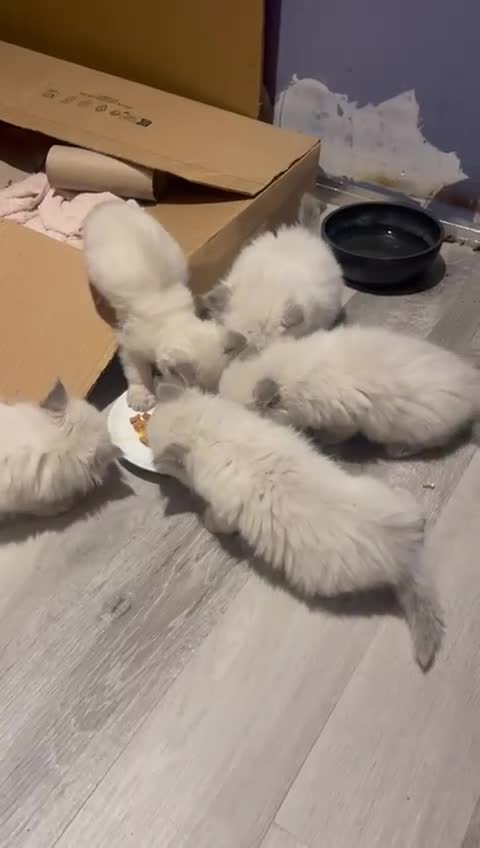 Ragdoll cats for sale: 3 male 2 female  - Video 1