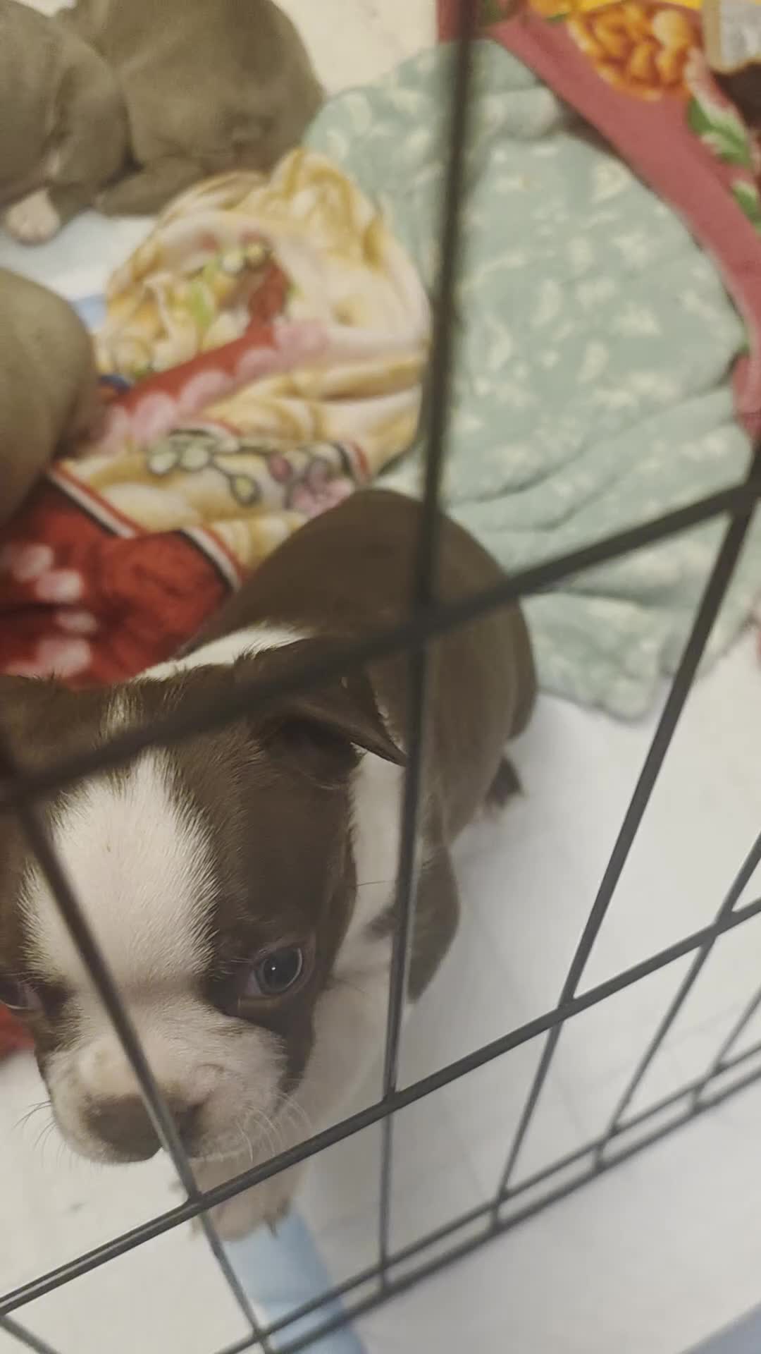 Boston Terrier dogs for sale: 🌸 Blossom's Beautiful Bostons 🌸  - Video 3