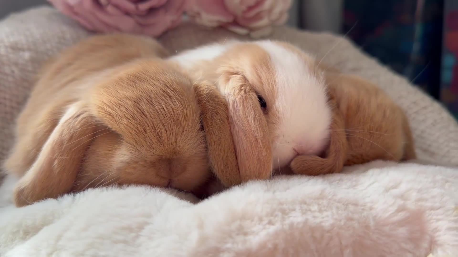 Mini Lop rabbits for sale: Mini lops - Video 1