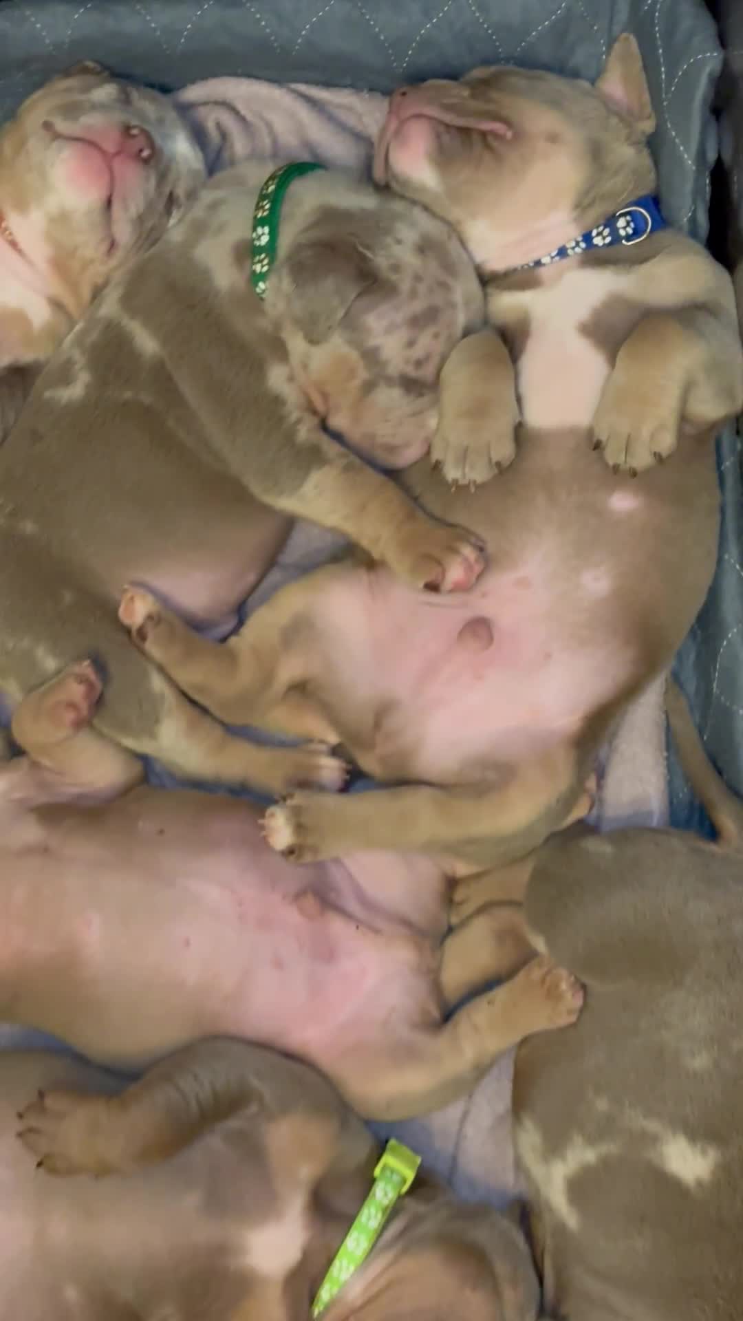American Bully dogs for sale: ABKC Pocket Bully’s  - Video 1
