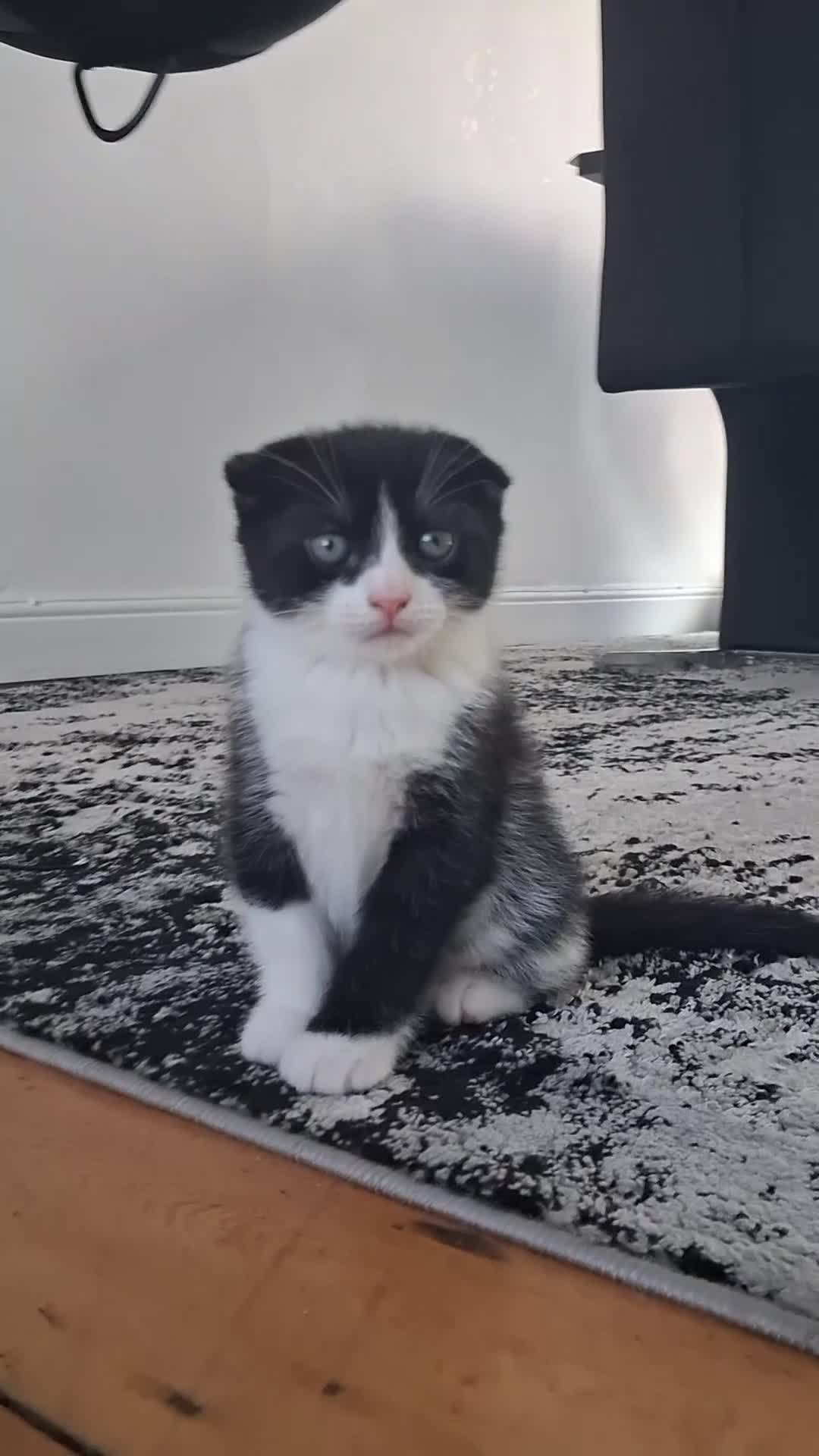 Mixed Breed cats for sale: Kittens 😸  - Video 1