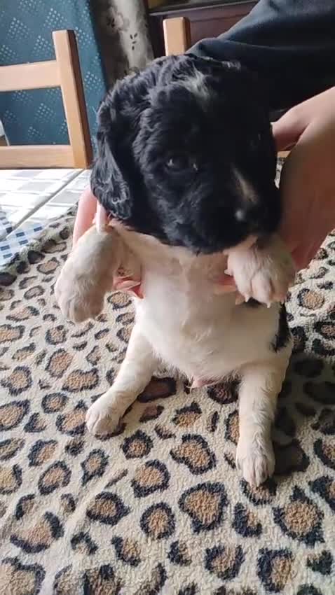 Springador dogs for sale: Beautiful springadors, 6 boys 2 girls. 2 left - Video 3