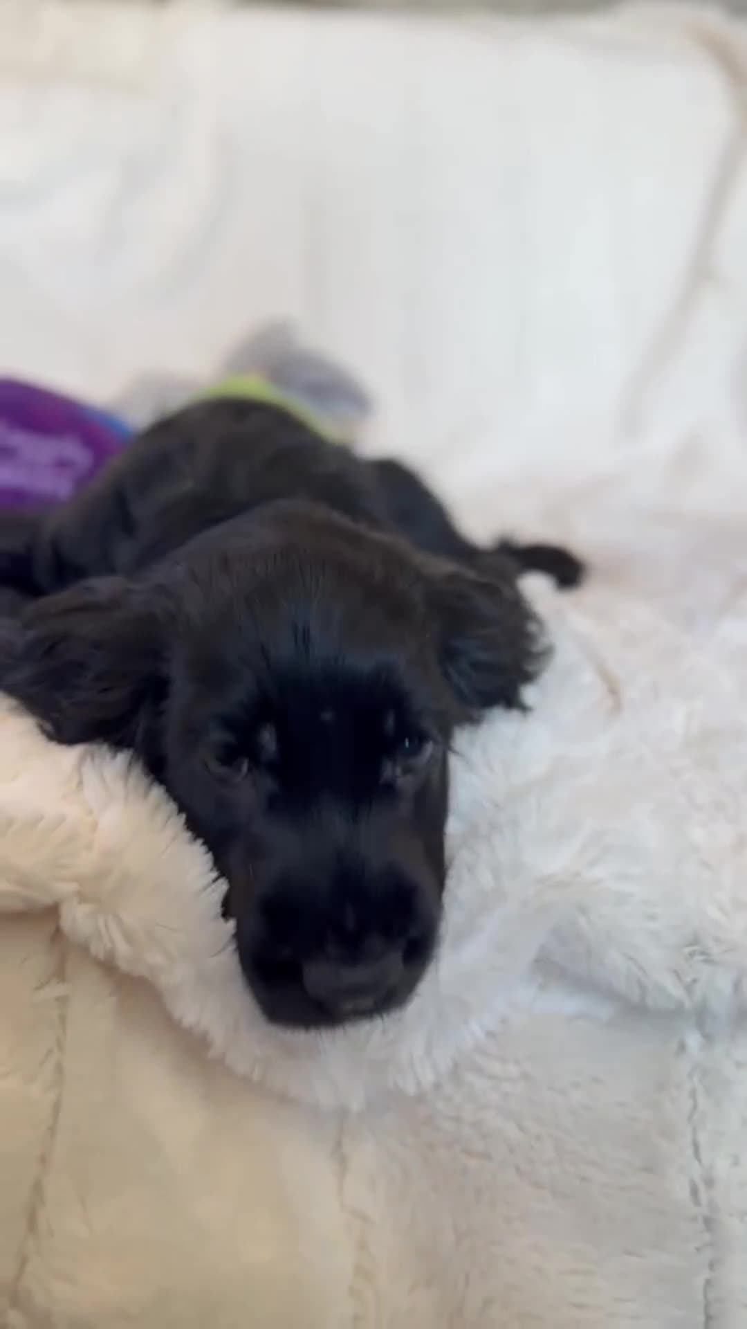 Cocker Spaniel dogs for sale: Health Tested KC Reg Showline Cocker Spaniel Pups - Video 2
