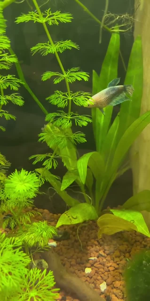 Bettas fish for sale: 🐠💙 Female Betta for Sale | Home-Bred 💙🐠 - Video 1