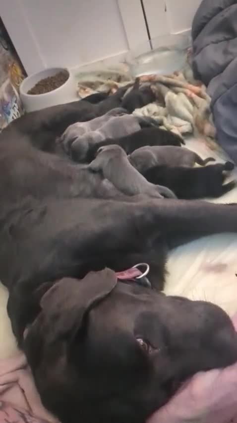 Labrador Retriever dogs for sale: Silver Labrador puppies  - Video 2