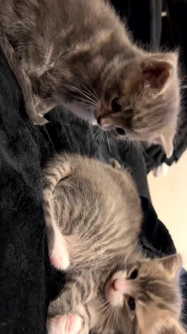 Mixed Breed cats for sale: Grey Tabby Kittens  in Hassocks - Video 1
