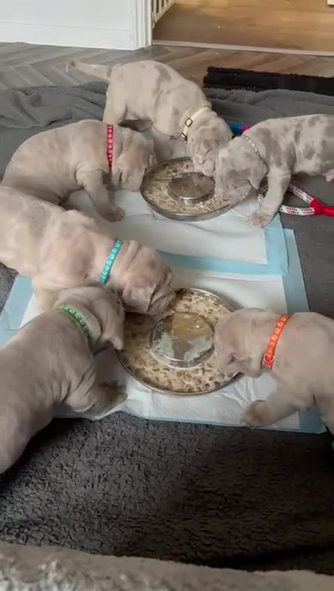 Mixed Breed dogs for sale: 🐾 Neapolitan Mastiff x Cane Corso🐾 - Video 1