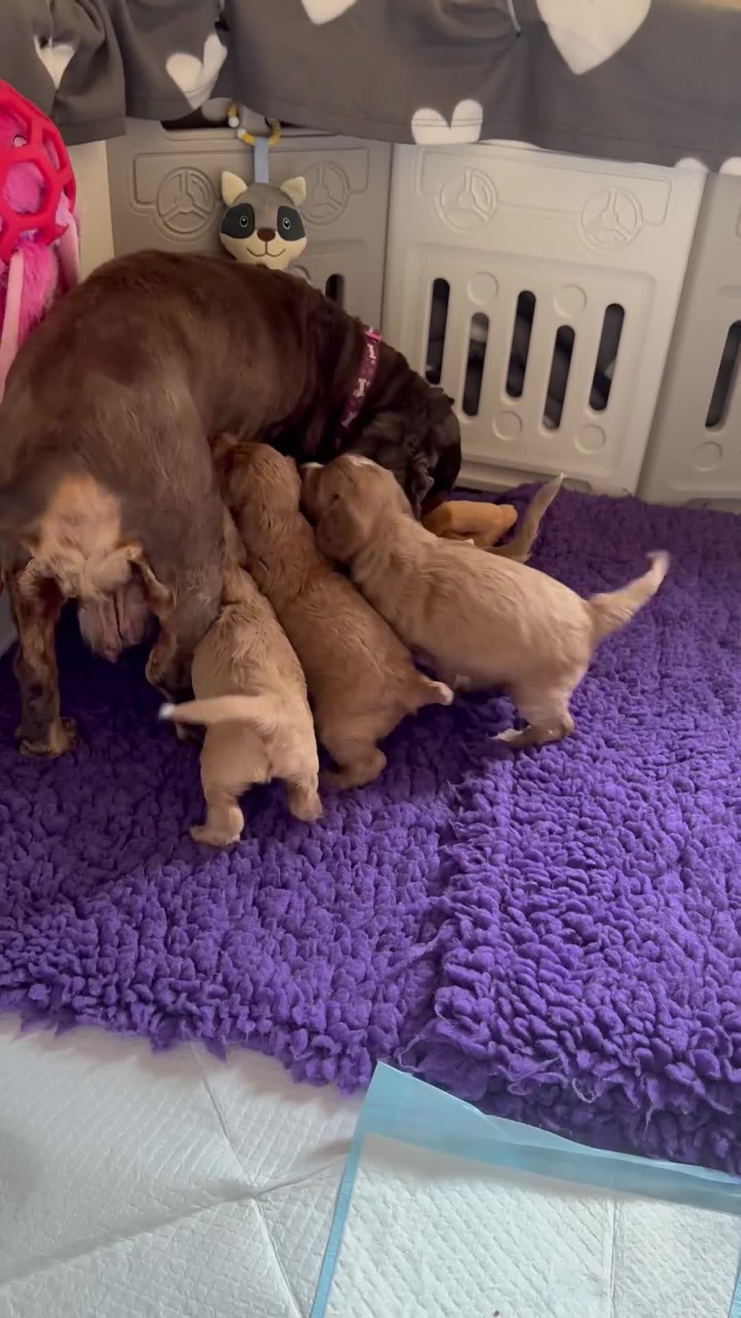 Cockapoo dogs for sale: F1 SHOW COCKAPOOS EXT DNA TESTED  - Video 1
