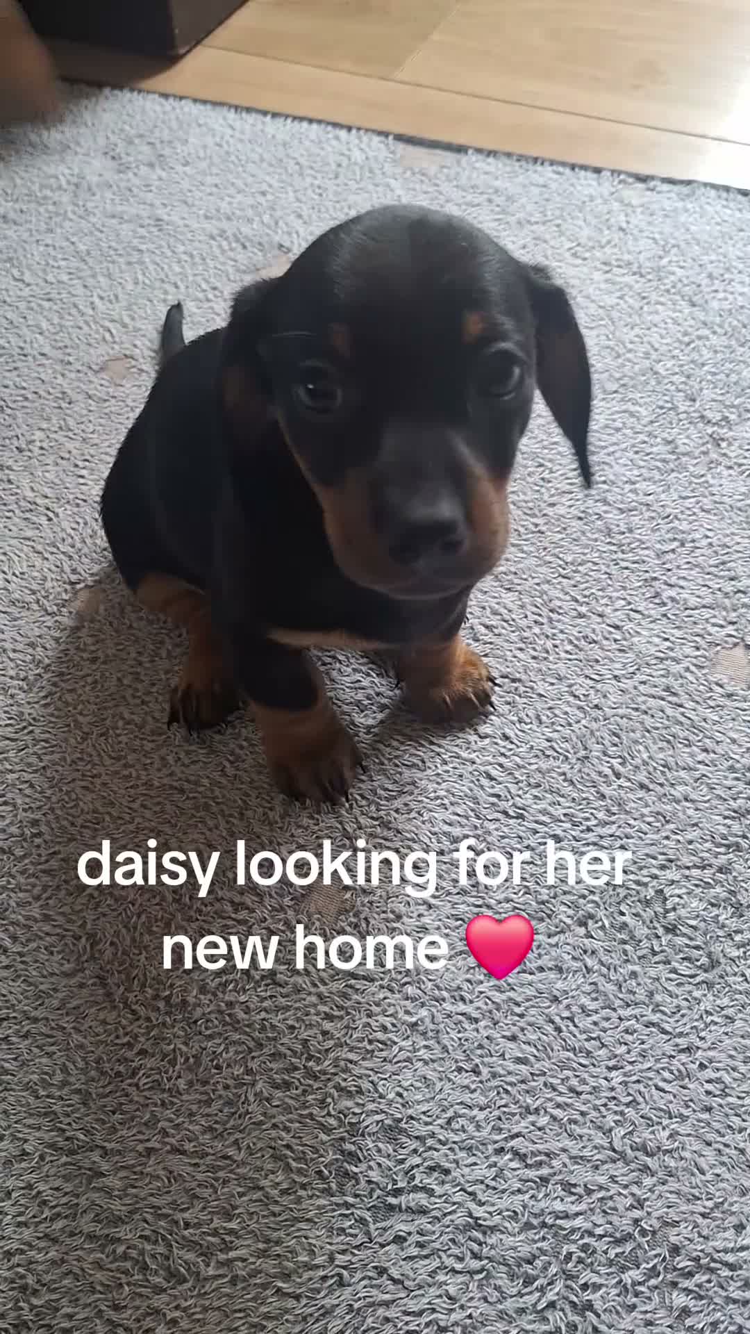 Dachshund dogs for sale: Miniature dachshund  - Video 2