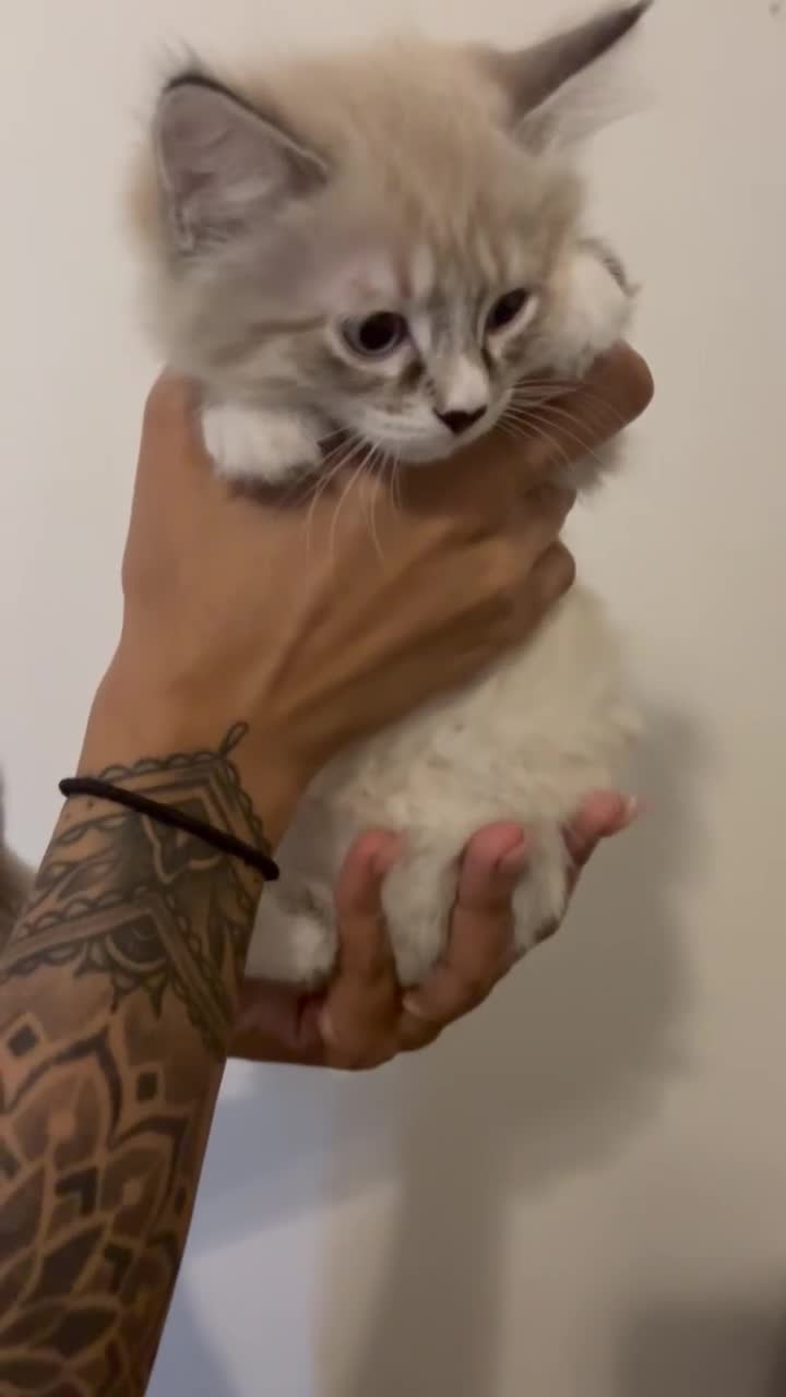 Mixed Breed cats for sale: Mixed breed kittens - Video 2